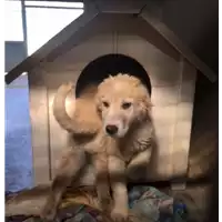 Foto dell\'animale cane - Matr. 2018/0365 - Microchip 380260043499704