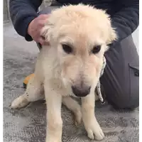 Foto dell\'animale cane - Matr. 2018/0366 - Microchip 380260043499491