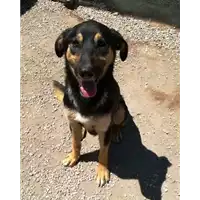 Foto dell\'animale cane - Matr. 2018/0369 - Microchip 380260043500443