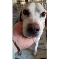 Foto dell\'animale cane - Matr. 2018/0370 - Microchip 380260000258195