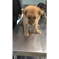 Foto dell\'animale cane - Matr. 2018/0373 - Microchip 380260043507861