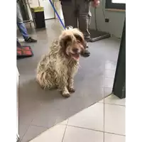 Foto dell\'animale cane - Matr. 2018/0376 - Microchip 380260002589592