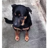 Foto dell\'animale cane - Matr. 2018/0382 - Microchip 380260042716896
