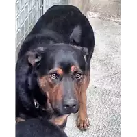 Foto dell\'animale cane - Matr. 2018/0379 - Microchip 380260042717179