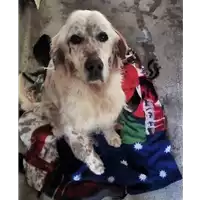 Foto dell\'animale cane - Matr. 2018/0385 - Microchip 380260042878607