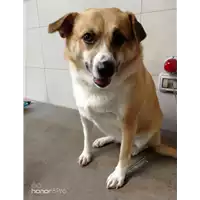 Foto dell\'animale cane - Matr. 2018/0387 - Microchip 380260043506931