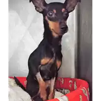 Foto dell\'animale cane - Matr. 2018/0386 - Microchip 380260043519695