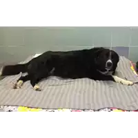 Foto dell\'animale cane - Matr. 2018/0390 - Microchip 380260043506862