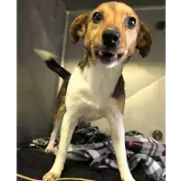 Foto dell\'animale cane - Matr. 2018/0391 - Microchip 380260043506730