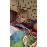 Foto dell\'animale gatto - Matr. 2018/0392 - Microchip 380260043520000