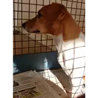 cane - Matr. 2018/0189 - Microchip 380260100740463