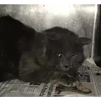 Foto dell\'animale gatto - Matr. 2018/0401 - Microchip 380260043508415