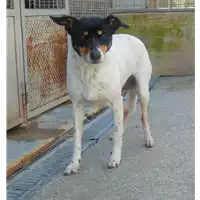Foto dell\'animale cane - Matr. 2015/1666 - Microchip 380260042531325