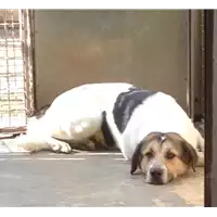 Foto dell\'animale cane - Matr. 2018/0406 - Microchip 380260043520332