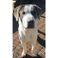Foto dell\'animale cane - Matr. 2017/2322 - Microchip 380260042531778