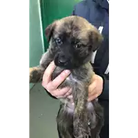 Foto dell\'animale cane - Matr. 2018/0423 - Microchip 380260043507483