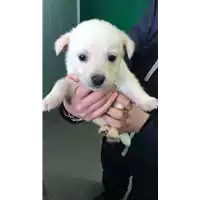 Foto dell\'animale cane - Matr. 2018/0422 - Microchip 380260043507004