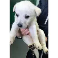Foto dell\'animale cane - Matr. 2018/0421 - Microchip 380260043507891
