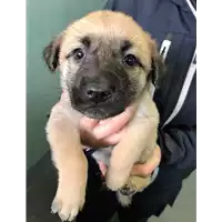 Foto dell\'animale cane - Matr. 2018/0420 - Microchip 380260043507341