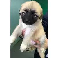 Foto dell\'animale cane - Matr. 2018/0418 - Microchip 380260043508372