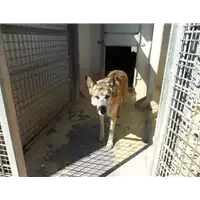 Foto dell\'animale cane - Matr. 2010/0395 - Microchip 380260000085433