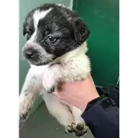 Foto dell\'animale cane - Matr. 2018/0416 - Microchip 380260043507509