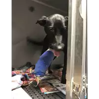 Foto dell\'animale cane - Matr. 2018/0428 - Microchip 38026003499727 