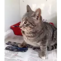 Foto dell\'animale gatto - Matr. 2018/0426 - Microchip 380260043500906