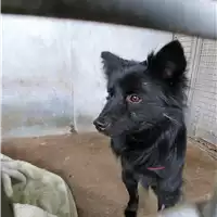 Foto dell\'animale cane - Matr. 2018/0432 - Microchip 380260040901913