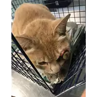 Foto dell\'animale gatto - Matr. 2018/0430 - Microchip 380260042316591