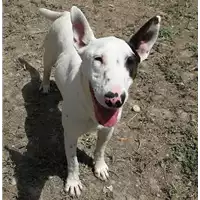 Foto dell\'animale cane - Matr. 2018/0433 - Microchip 380260043500291