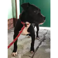 Foto dell\'animale cane - Matr. 2018/0434 - Microchip 380260043500436