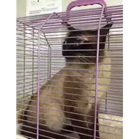 Foto dell\'animale gatto - Matr. 2018/0374 - Microchip 900164001301081
