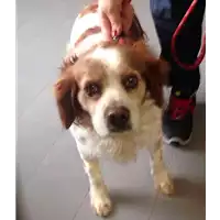 Foto dell\'animale cane - Matr. 2018/0435 - Microchip 981100000790016