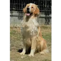 Foto dell\'animale cane - Matr. 2018/0443 - Microchip 380260002827965
