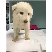 Foto dell\'animale cane - Matr. 2018/0438 - Microchip 380260042530459