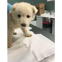 Foto dell\'animale cane - Matr. 2018/0440 - Microchip 380260043500192