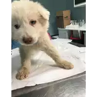 Foto dell\'animale cane - Matr. 2018/0441 - Microchip 380260043500391