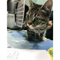 Foto dell\'animale gatto - Matr. 2018/0446 - Microchip 380260043501303