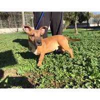 Foto dell\'animale cane - Matr. 2018/0144 - Microchip 380260043513092