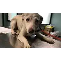 Foto dell\'animale cane - Matr. 2018/0451 - Microchip 380260043484077
