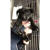 Foto dell\'animale cane - Matr. 2018/0453 - Microchip 380260043500343