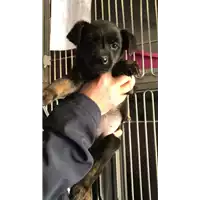 Foto dell\'animale cane - Matr. 2018/0454 - Microchip 380260043501125