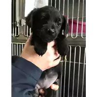 Foto dell\'animale cane - Matr. 2018/0455 - Microchip 380260043501052