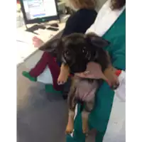 Foto dell\'animale cane - Matr. 2018/0456 - Microchip 380260043507624
