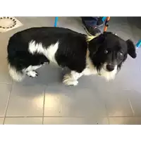 cane - Matr. 2016/1342 - Microchip 380260042789307