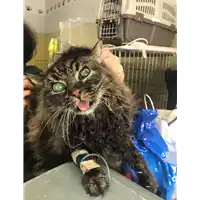 Foto dell\'animale gatto - Matr. 2018/0460 - Microchip 380260043508452
