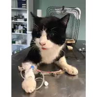 Foto dell\'animale gatto - Matr. 2018/0461 - Microchip 380260043499734