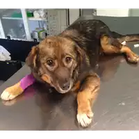 Foto dell\'animale cane - Matr. 2018/0462 - Microchip 380260043500471