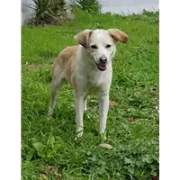 Foto dell\'animale cane - Matr. 2018/0113 - Microchip 380260043520440